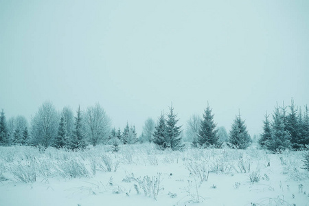 霜景观树