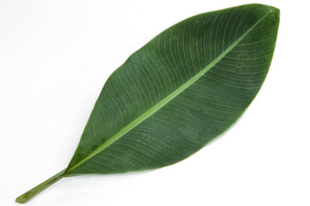 热带芭蕉叶图片