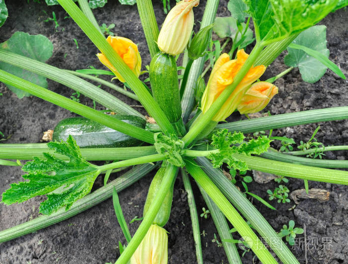 开花西葫芦