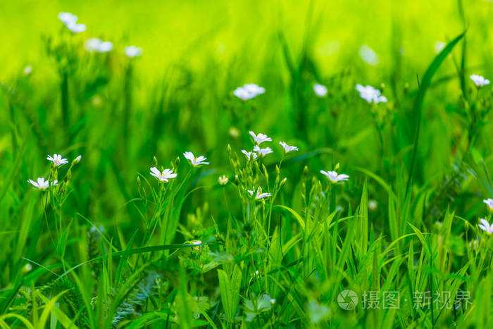 在草丛中的特写小白色春天的花朵