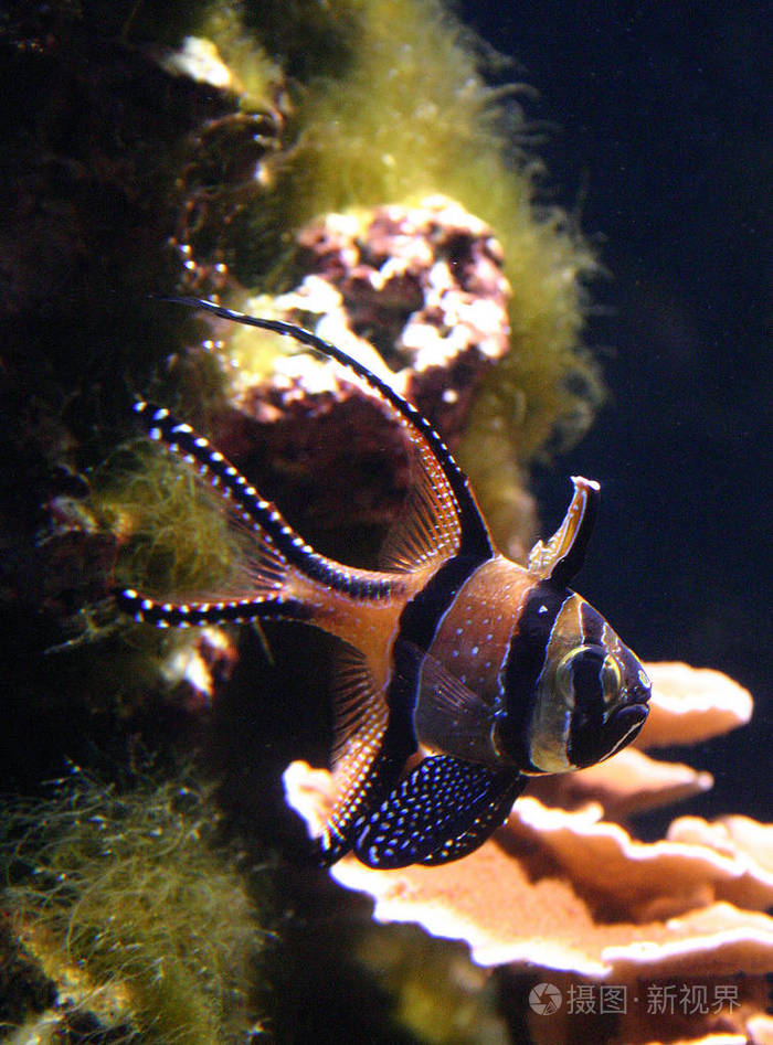美丽的鱼在海洋水族馆