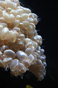 在水族馆海洋水族馆掠夺性海葵