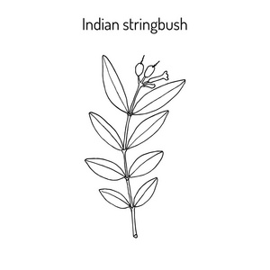 印度 stringbush Wikstroemia 籼稻, 药用植物