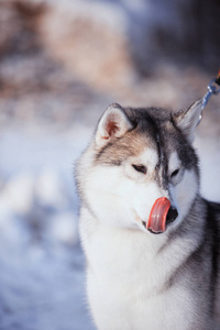 赫斯基狗在雪地里的肖像