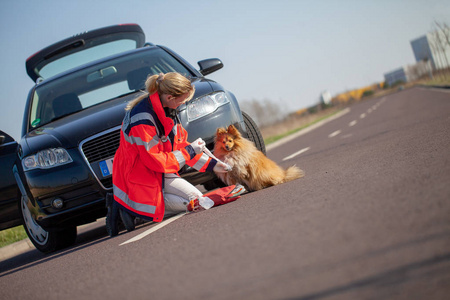 德国动物军医治疗一只受伤的狗。德国词 Rettungsdienst 意味抢救服务
