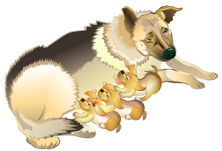 狗图片童话牧羊犬母亲护理她的小狗的插图照片