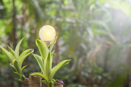 自然电 led 的生态与 saveing 节能灯泡