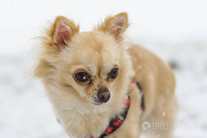 可爱的长头发米色的吉娃娃狗在雪地里玩耍