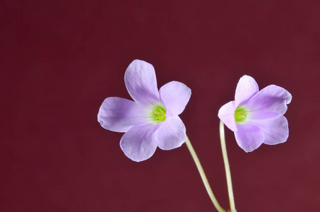 美丽的花朵花瓣图片