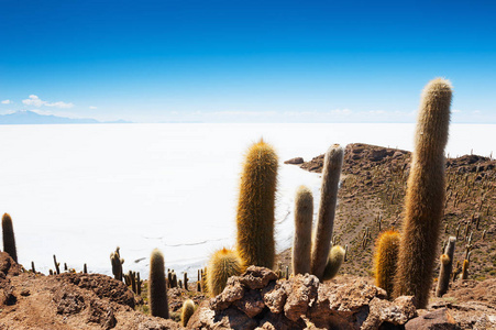 在盐平乌尤尼，玻利维亚高原，岛上的大仙人掌