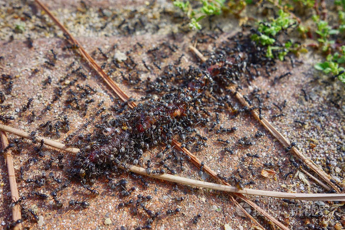 一群吃虫子的蚂蚁接近