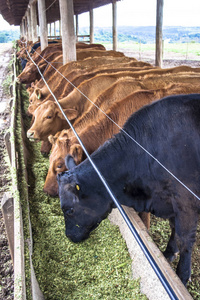在巴西被关押的红安格斯牛