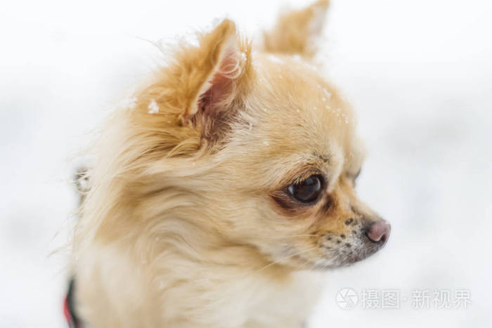 可爱的长头发米色的吉娃娃狗在雪地里玩耍