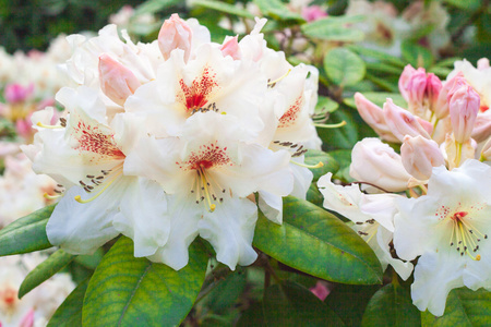 杜鹃花园里的花