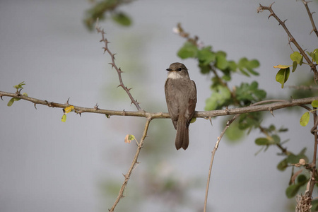 Muscicapa aquatica 沼泽鹟