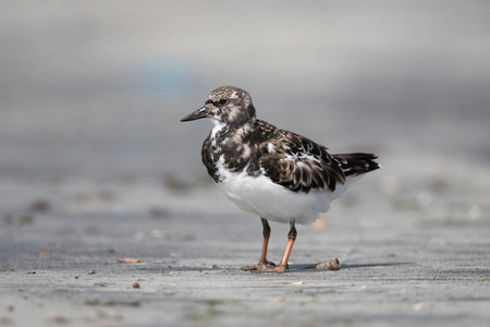 turnstone，蚤 interpres