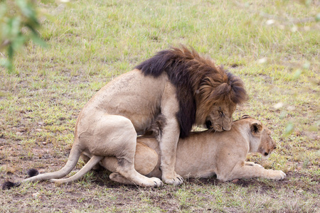 交配的种马和母马新的森林小马两只甘蔗蟾蜍交配耦合的两匹马耦合马
