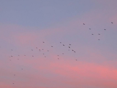土耳其秃鹰 鹫光环 Cathartidae 秃鹰在日落时分在美国西南部沙漠附近的圣乔治犹他州上空翱翔。