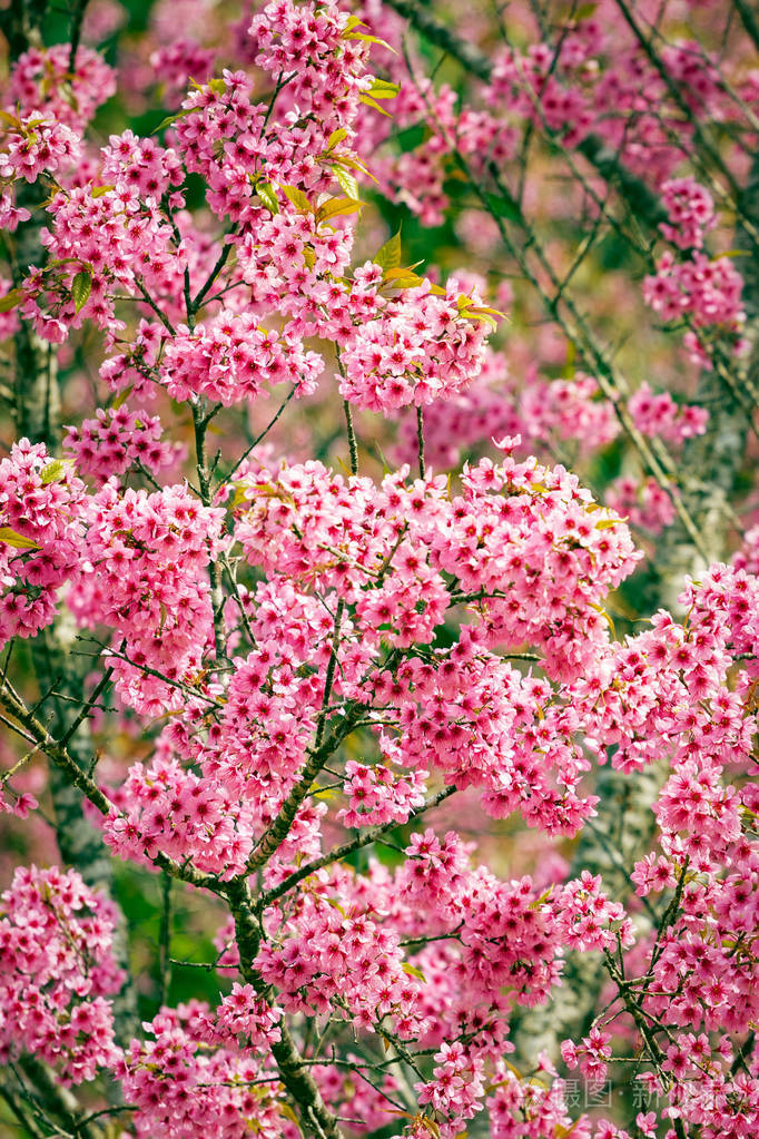 泰国粉红色樱花花在冬天开花与塞莱
