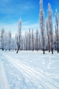 白雪皑皑的冬季风景图片