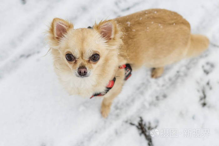 可爱的长头发米色的吉娃娃狗在雪地里玩耍