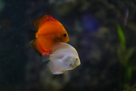 在水族馆的七彩神仙鱼图片