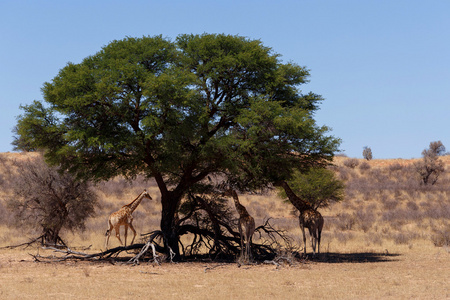 长颈鹿在非洲丛林中