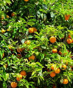 带甜 mandarines 的绿树