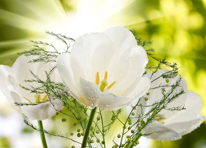 美丽的郁金香花园特写中的形象