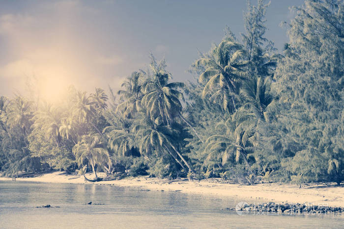 岛上有棕榈树的海洋, 老式的