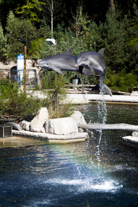 海豚大桶跳出水面图片