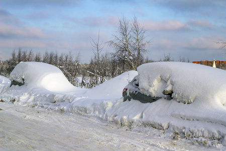 白雪下的树