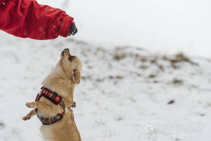 可爱的长头发米色的吉娃娃狗在雪地里玩耍