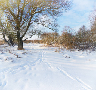 冬天风景与雪被盖的植物和树图片
