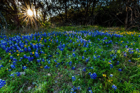 Muleshoe 的弯曲处，在德克萨斯州德克萨斯州 Bluebonnets