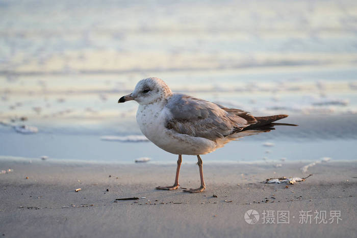 一只孤鸟站在靠近水面的海滩上它似乎是无聊和寒冷因为它是清晨在海边