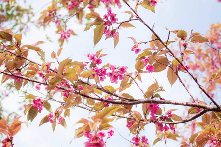 樱花与天空