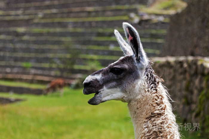 在马丘比丘美洲驼