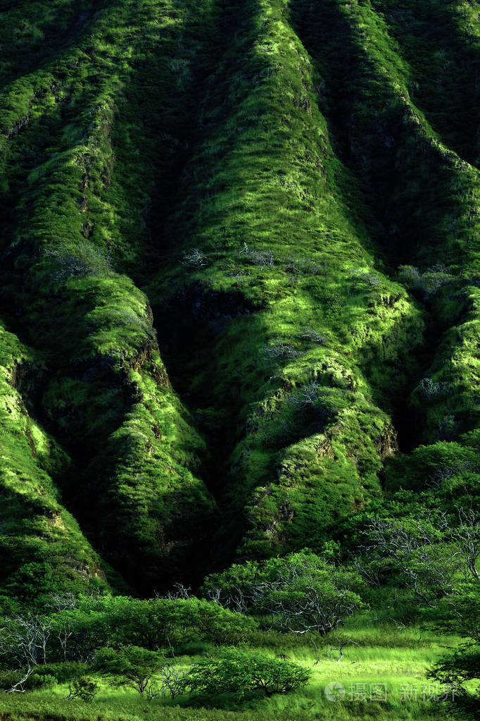 郁郁葱葱的绿山热带植物