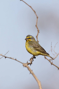 黄门前金丝雀，鸣 mozambicus