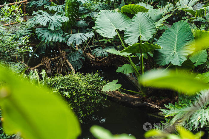 美丽的热带雨林与各种各样的植物的风景射击