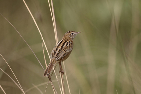 Zitting cisticola 或扇尾莺，Cisticola juncidis