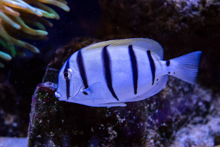 Acanthurus triostegus 鱼