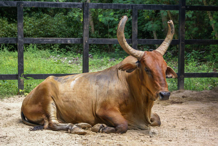 褐色的母牛牛角躺在篱笆旁的草地上