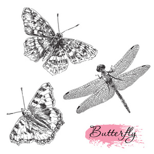 向量集的手绘制的蝴蝶和蜻蜓图片