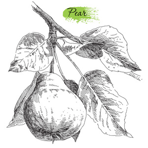 手绘梨梨树树枝上照片