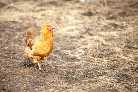 红母鸡在一个晴朗的阳光明媚的春天的一天走在地上, 看着相机