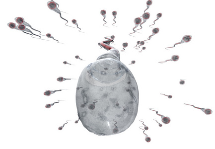 spermatozoons，漂浮到胚珠3d 渲染