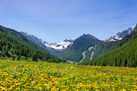 夏天在阿尔卑斯。高山草甸和郁郁葱葱的绿色林地在高山山脉中绽放