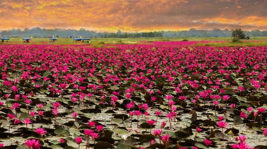 泰国阳光上升莲花一朵